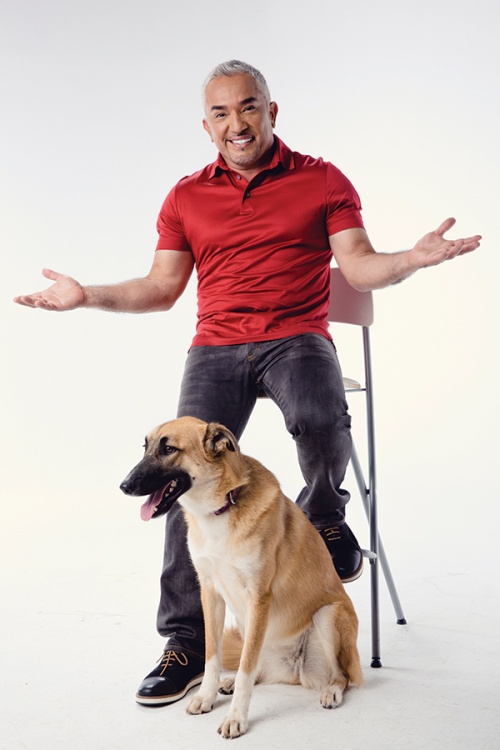 His dream is to ease aggression and anxiety between humans and dogs